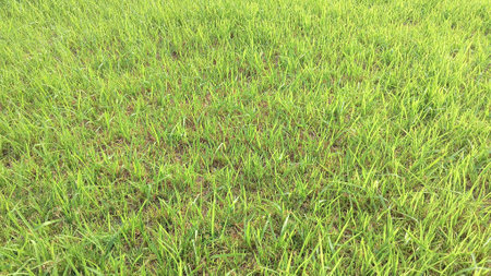 Green Grass View at Gardenの写真素材