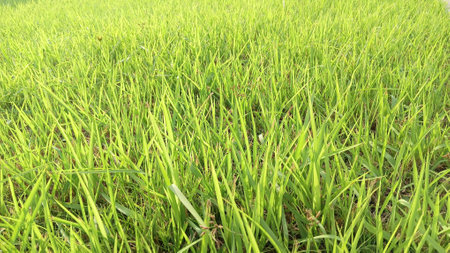 Green Grass View at Gardenの写真素材