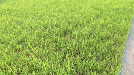 Green Grass View at Gardenの写真素材