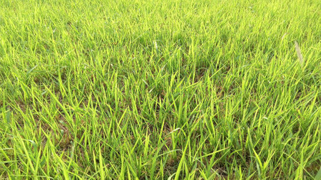 Green Grass View at Gardenの写真素材