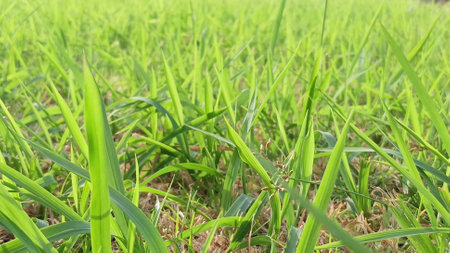 Green Grass View at Gardenの写真素材