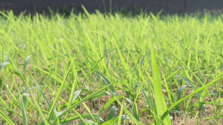 Green Grass View at Gardenの写真素材