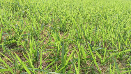 Green Grass View at Gardenの写真素材