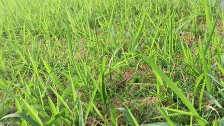 Green Grass View at Gardenの写真素材