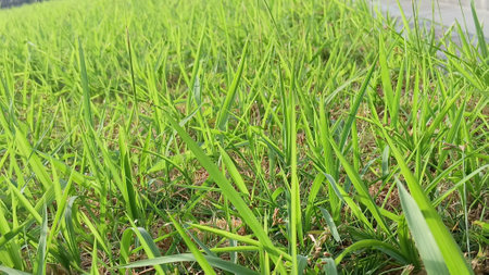 Green Grass View at Gardenの写真素材