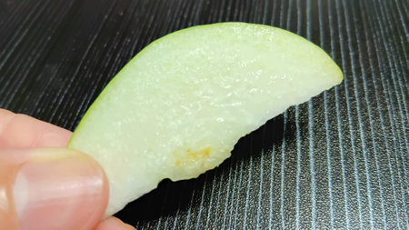 Fresh Guava Slice on Handの写真素材