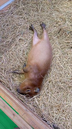 Capybara Lying Down to Let Human Scratch Stomachの写真素材