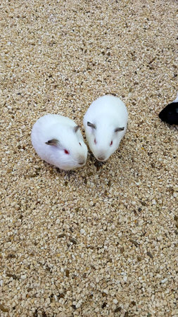 Guinea Pigs for Showing at The Shopping Mallの写真素材