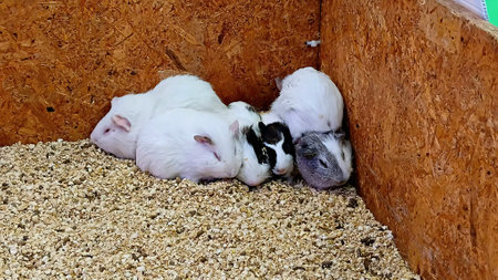 Guinea Pigs for Showing at The Shopping Mallの写真素材