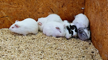 Guinea Pigs for Showing at The Shopping Mallの写真素材