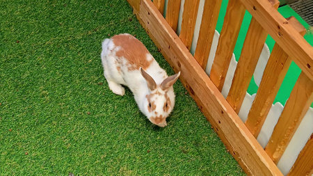 Rabbit at The Shopping Mallの写真素材