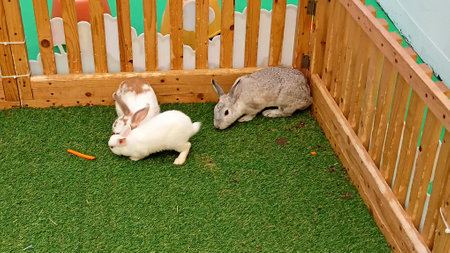 Rabbit at The Shopping Mallの写真素材