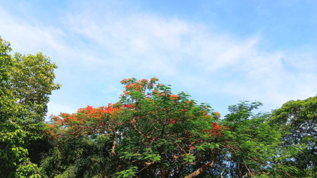 Beautiful Sky and Trees Viewの写真素材