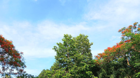 Beautiful Sky and Trees Viewの写真素材