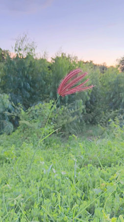 Grass Flowers View in The Eveningの写真素材