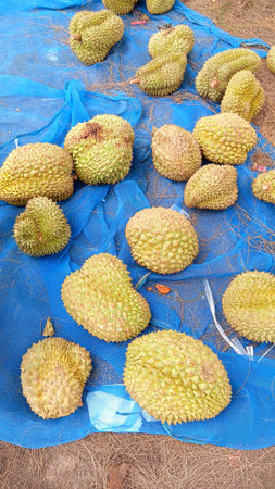 Fresh Durians from The Garden