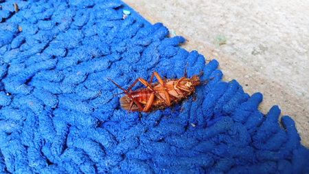 Cockroach is Dying at House