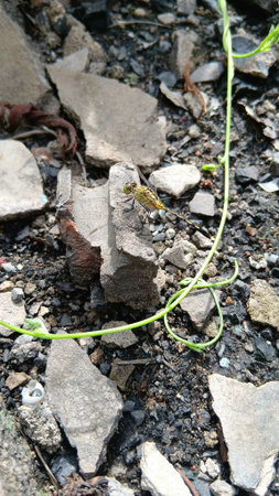 Cute Dragonfly at The Garden
