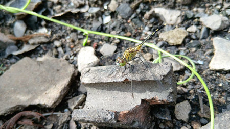 Cute Dragonfly at The Garden