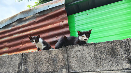 Cute Catsの写真素材