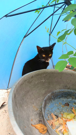 Cute Cat at The Gardenの写真素材