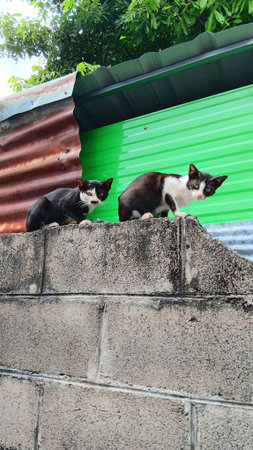 Cute Catsの写真素材