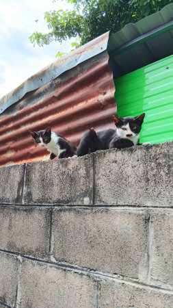 Cute Cats at The Gardenの写真素材