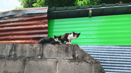 Cute Cats Restingの写真素材