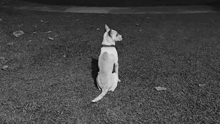 Cute Dog is Sitting Alone at The Park as Black and White Toneの写真素材