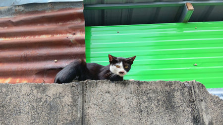 Cute Catの写真素材