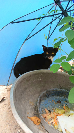 Cute Cat at The Gardenの写真素材