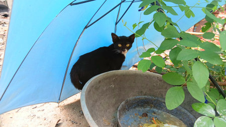 Cute Cat at The Gardenの写真素材