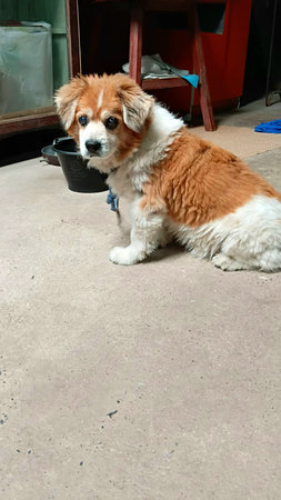 Cute Dog is Sitting Aloneの写真素材