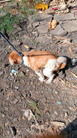 Dog in Gardenの写真素材