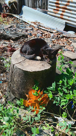 Black Cat in The Gardenの写真素材