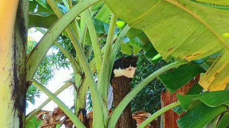 Cute Cat on The Woodの写真素材