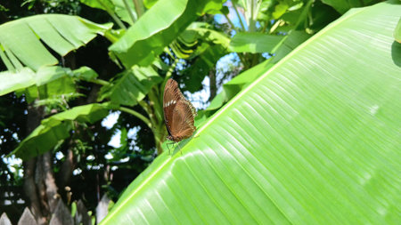 Butterfly on The Banana Leafの写真素材