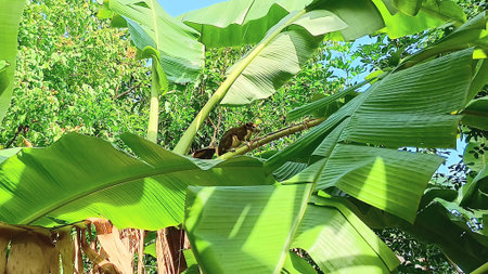 Cute Squirrel on The Treeの写真素材