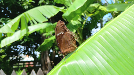 Butterfly on The Banana Leafの写真素材