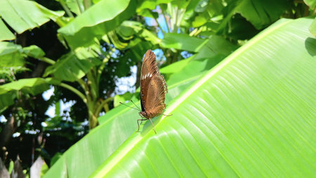 Butterfly on The Banana Leafの写真素材