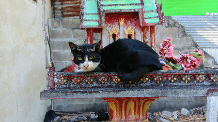 Cute Cat on The Spirit Houseの写真素材