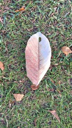 Dried Leaf on The Grassの写真素材
