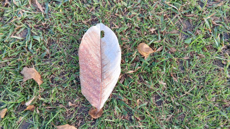 Dried Leaf on The Grassの写真素材