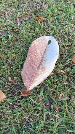 Dried Leaf on The Grassの写真素材