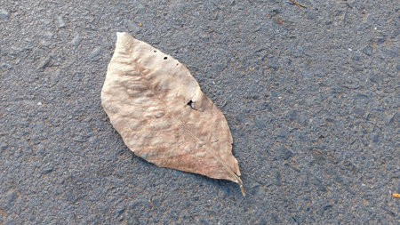 Dried Leaf on The Floorの写真素材