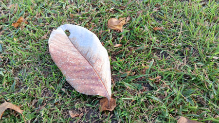Dried Leaf on The Grassの写真素材