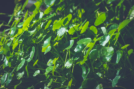 Gotu kola, Asiatic pennywort, Indian pennywort, Centella asiatica Urban, pattern in the shade of...