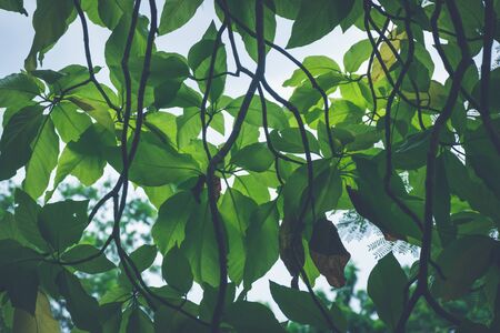Fresh green leaves veined textures against sunlight. Soft, low contrast and blue toned. Inspirational nature background concept.の写真素材