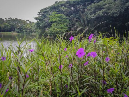 Wild Petunias, Ruellia squarrosa (Fenzi) Cufod, purple flower in the sunlight, with lake in background.の写真素材