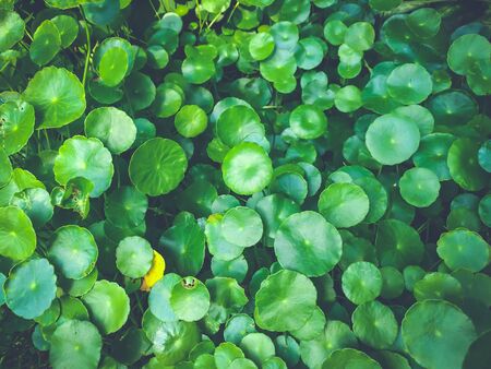 Gotu kola, Asiatic pennywort, Indian pennywort, Centella asiatica Urban, pattern in the shade of sunlight. An herb of the genus Hydrocotyle. Blue Toned.の写真素材